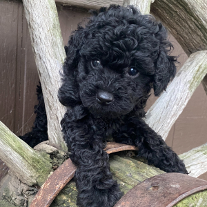 Goldendoodle Puppy Flo