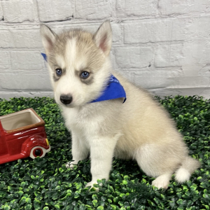 Siberian Husky Puppy Kase