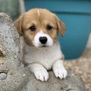 Pembroke Welsh Corgi Puppy Nutmeg