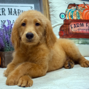 Goldendoodle Puppy Lilah