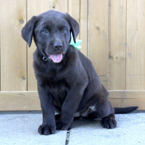 Labrador Retriever Puppy Bella
