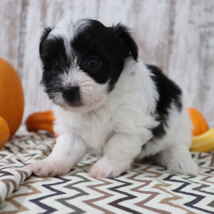 Havanese Puppy Emilee