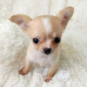 Chihuahua Puppy Lil Bambi