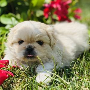 Pekingese Puppy Coby