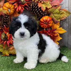 Shichon Puppy Kirk