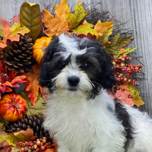 Shichon Puppy Kirk