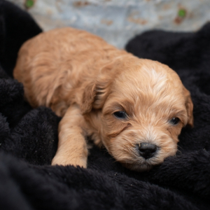 Cavapoo Puppy badger