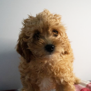 cavapoo puppy