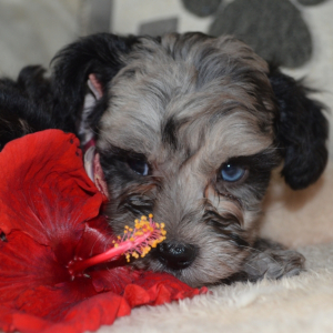 Bernedoodle Puppy Magnolia Jade