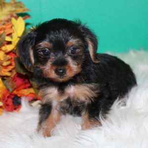 Yorkshire Terrier Puppy Geno