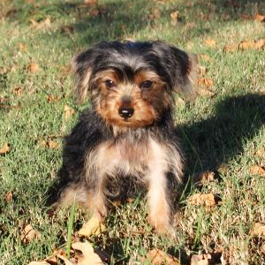 Yorkshire Terrier Puppy Geno