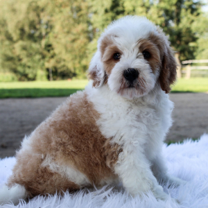 Bernedoodle Puppy Hudson