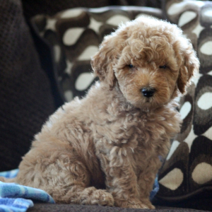 Goldendoodle Puppy Teddy J