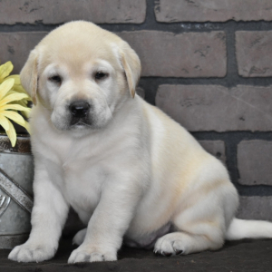 Labrador Retriever Puppy Blaire