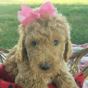 Goldendoodle Puppy Mia