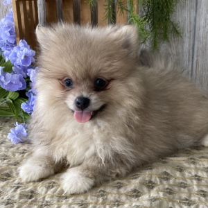 Pomeranian Puppy Bug
