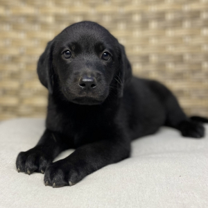 Labrador Retriever Puppy Sadie