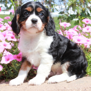 Cavalier King Charles Spaniel Puppy Tyler