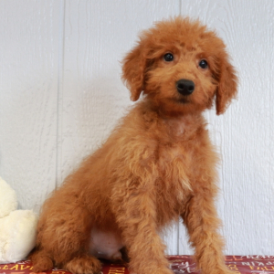 Goldendoodle Puppy Justin