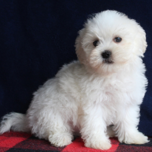 Havanese Puppy Billie