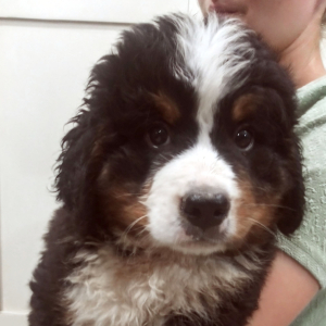 Bernese Mountain Dog Puppy Cleo