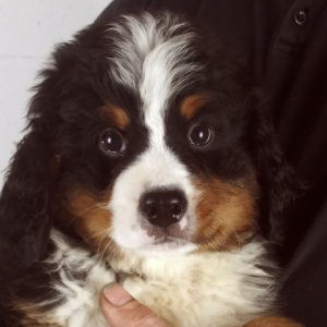 Bernese Mountain Dog Puppy Cleo