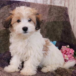 Havanese Puppy Jesse