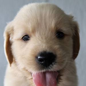 Golden Retriever Puppy Forest