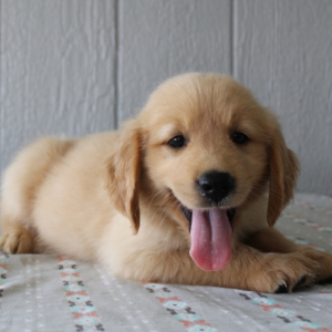 Golden Retriever Puppy Forest