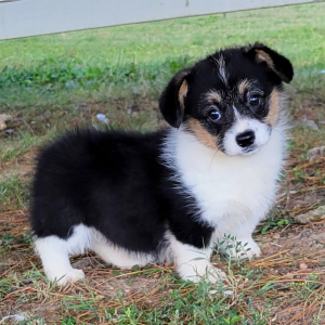 Pembroke Welsh Corgi Puppy Sassafras