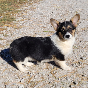 Pembroke Welsh Corgi Puppy Sassafras