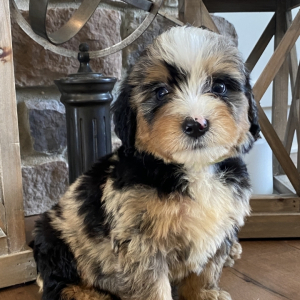 Bernedoodle Puppy Brigs