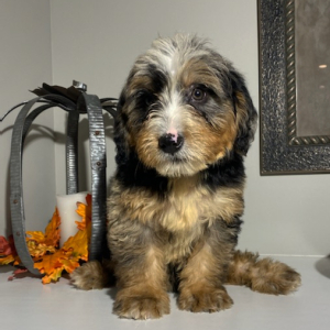 Bernedoodle Puppy Brigs