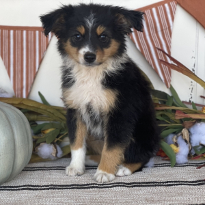Australian Shepherd Puppy Jaxson