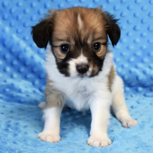 Papillon Puppy Duke