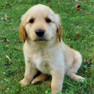 Golden Retriever Puppy Nala