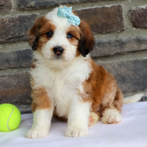 Bernedoodle Puppy Evelyn