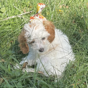 Cavapoo Puppy Coconut