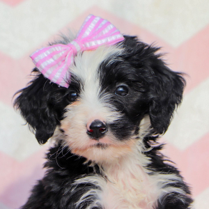 Bernedoodle Puppy Bailey