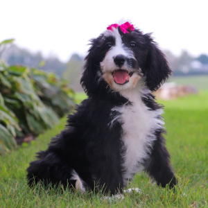 Bernedoodle Puppy Bailey