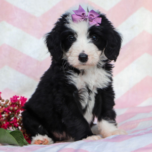 Bernedoodle Puppy Daisee
