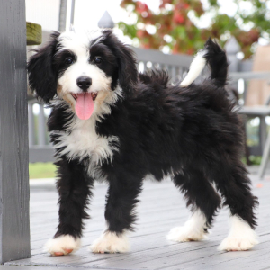 Bernedoodle Puppy Daisee