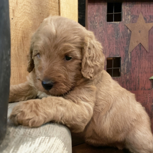 Labradoodle Puppy Tucker