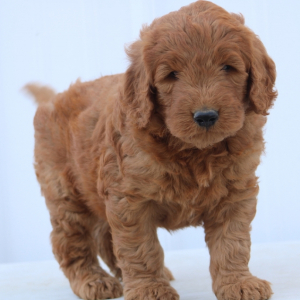 Goldendoodle Puppy Hero