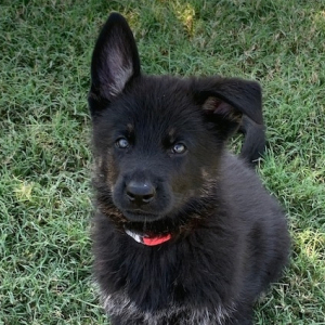 German Shepherd Dog Puppy Hans