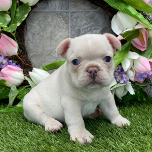 French Bulldog Puppy Chester