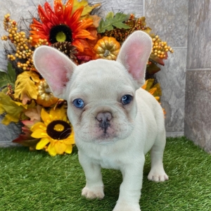 French Bulldog Puppy Chester
