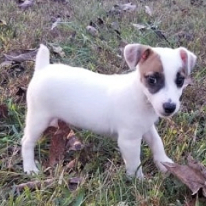 Jack Russell Terrier Puppy Asher