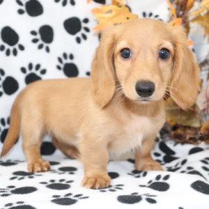 Dachshund Puppy Summer