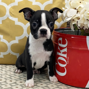 Boston Terrier Puppy Harley